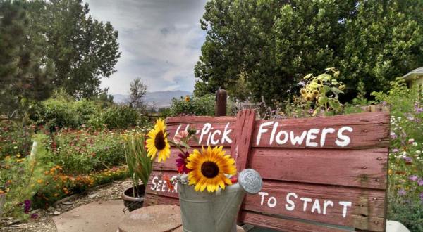You’ll Love These 11 Charming Farms Nestled In The Middle Of Nowhere In Colorado