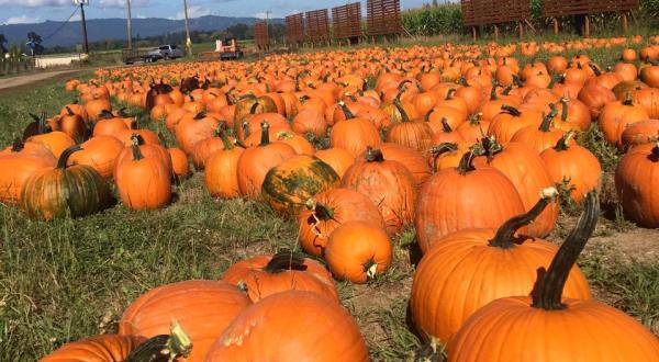 These 9 Charming Pumpkin Patches In and Around Portland Are Picture Perfect For A Fall Day