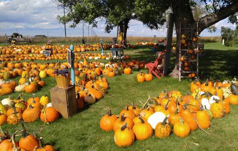 These 8 Charming Pumpkin Patches In South Dakota Are Picture Perfect For A Fall Day