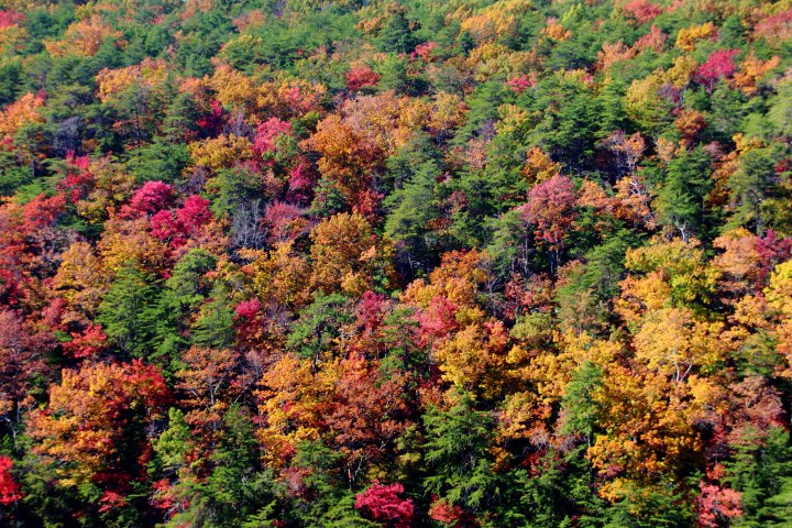 fall foliage in georgia