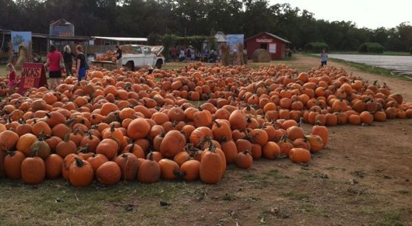 These 5 Charming Pumpkin Patches Near Austin Are Picture Perfect For A Fall Day