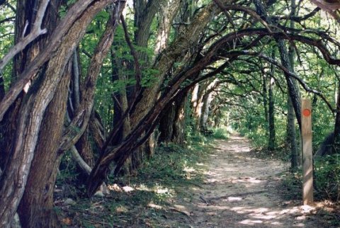 Hike Through A Stunning Tunnel Of Trees At Sugarcreek MetroPark In Ohio
