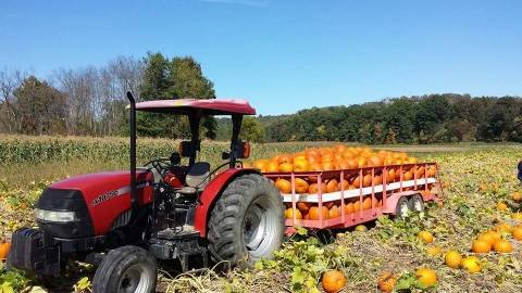 These 10 Charming Pumpkin Patches Near Pittsburgh Are Picture Perfect For A Fall Day