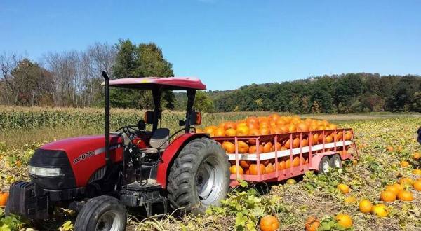 These 10 Charming Pumpkin Patches Near Pittsburgh Are Picture Perfect For A Fall Day