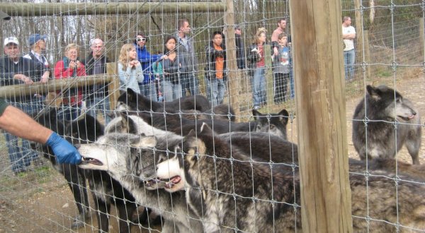 A Hidden Destination In Pennsylvania, Wolf Sanctuary Is A Secret Only Locals Know About