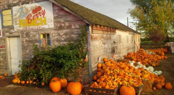 These 8 Charming Pumpkin Patches In Idaho Are Picture Perfect For A Fall Day
