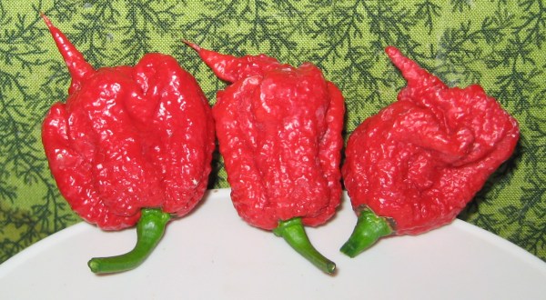 The Hottest Pepper In The World Is From South Carolina And It’s Seriously Insane
