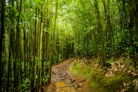 Hiking The 1.6-Mile Manoa Falls Trail In Hawaii Is Like Entering A Fairytale