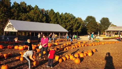 These 4 Charming Pumpkin Patches Near Nashville Are Picture Perfect For A Fall Day