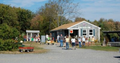 These 11 Farm Stands Have The Best Apple Cider Donuts In New Hampshire