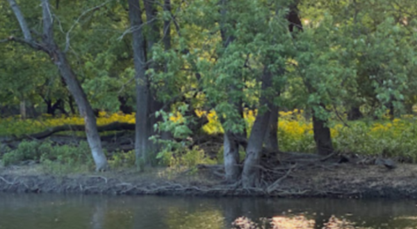 One Of The Most Haunted Forests In North America Is Right Here In Illinois