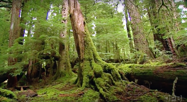 The Gorgeous 500-Year-Old Forest In Oregon You Need To See At Least Once