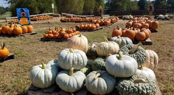 These 4 Charming Pumpkin Patches In Tennessee Are Picture Perfect For A Fall Day