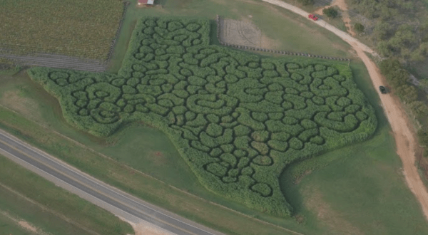 Get Lost In These 4 Awesome Corn Mazes Around Austin This Fall