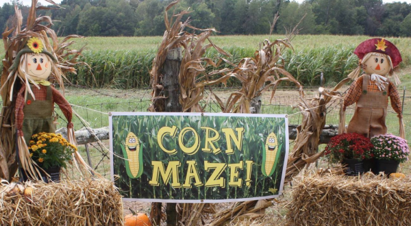 Get Lost In These 6 Awesome Corn Mazes In Alabama This Fall