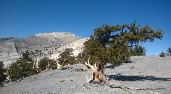 10 Hidden Gems Of Great Basin National Park In Nevada