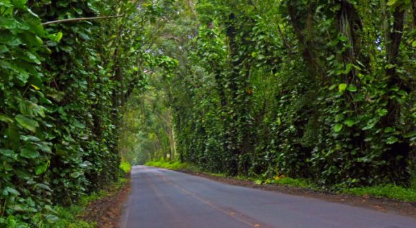 Hawaii’s Tunnel Of Trees Is Positively Magical And You Need To Visit