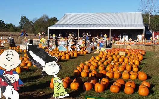 These 10 Charming Pumpkin Patches In Illinois Are Picture Perfect For A Fall Day