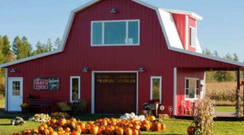These 11 Charming Pumpkin Patches In Minnesota Are Picture Perfect For A Fall Day