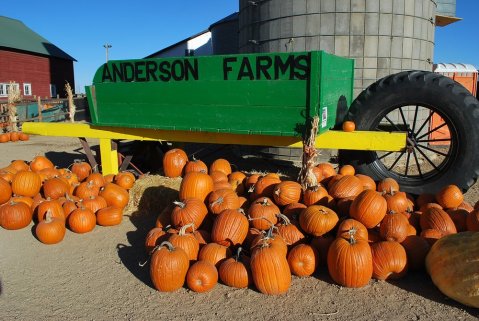 These 10 Charming Pumpkin Patches In Colorado Are Picture Perfect For A Fall Day