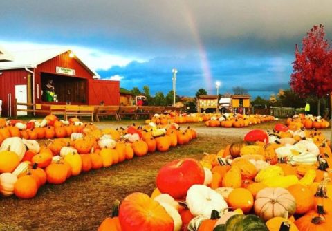 These Charming Pumpkin Patches In Pennsylvania Are Picture Perfect For A Fall Day