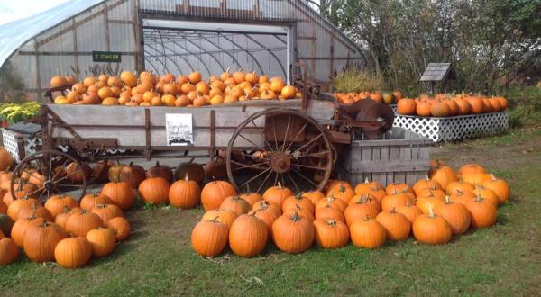 These 8 Charming Pumpkin Patches In New Hampshire Are Picture Perfect For A Fall Day
