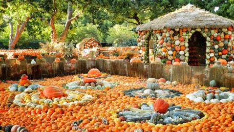 These 10 Charming Pumpkin Patches Around Denver Are Picture Perfect For A Fall Day