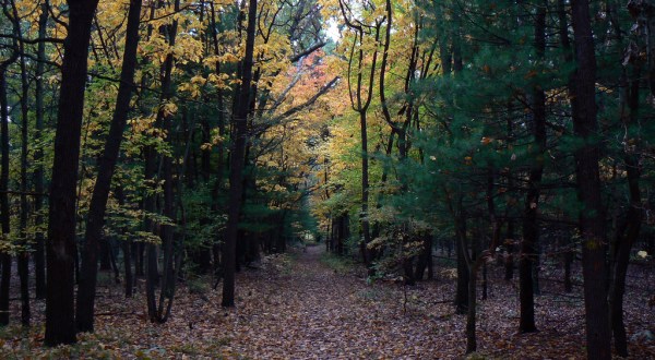 Get Lost In These 11 Stunning State Forests In Ohio