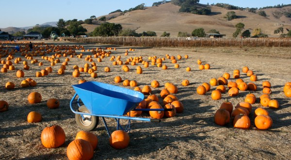 These 8 Charming Pumpkin Patches Around San Francisco Are Picture Perfect For A Fall Day