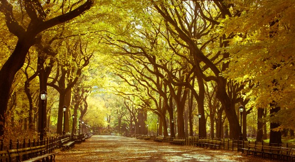 New York’s Tunnel Of Trees Is Positively Magical And You Need To Visit