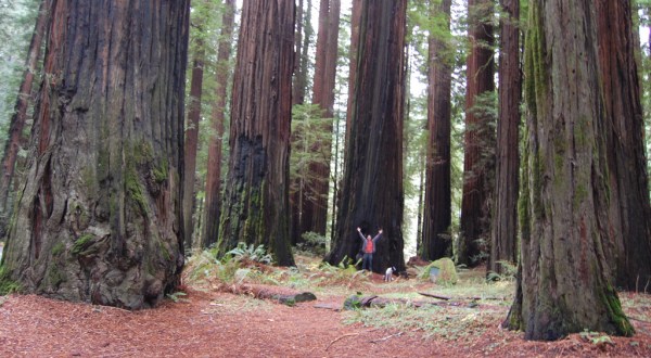 Northern California’s Avenue Of Trees Is Downright Magical And You Need To Visit