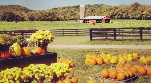 These 9 Charming Pumpkin Patches In Kentucky Are Picture Perfect For A Fall Day