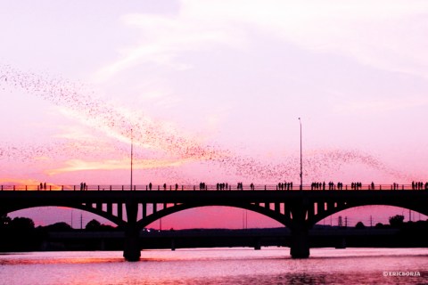 This Austin Bridge Is Home to One Of America's Greatest Sights