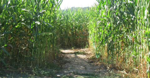 Get Lost In These 6 Awesome Corn Mazes In Arkansas This Fall