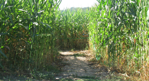 Get Lost In These 6 Awesome Corn Mazes In Arkansas This Fall