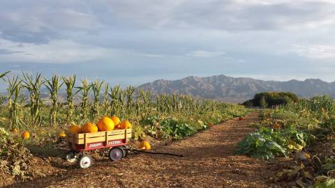 These 10 Charming Pumpkin Patches In Nevada Are Picture Perfect For A Fall Day