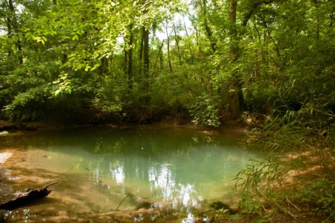 Most People Don't Know These Natural Springs Are Hiding In A Kentucky City