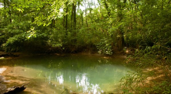 Most People Don’t Know These Natural Springs Are Hiding In A Kentucky City