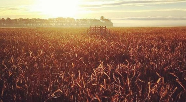 Get Lost In These 11 Awesome Corn Mazes In Missouri This Fall