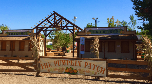 These 8 Charming Pumpkin Patches In Southern California Are Picture Perfect For A Fall Day