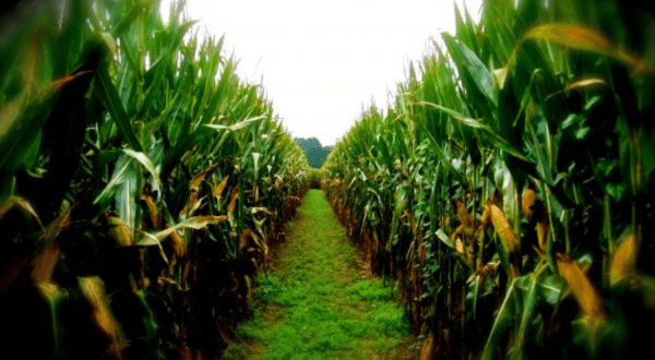 Get Lost In These 7 Awesome Corn Mazes In Tennessee This Fall