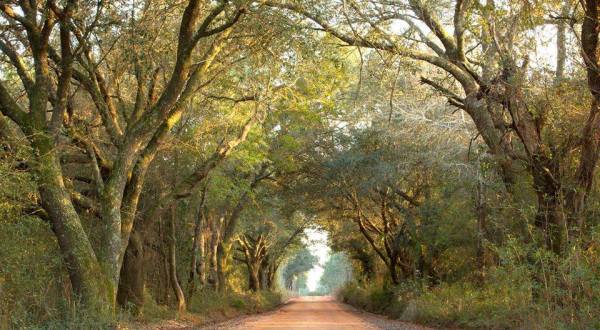 Alabama’s Tunnel Of Trees Is Positively Magical And You Need To Visit