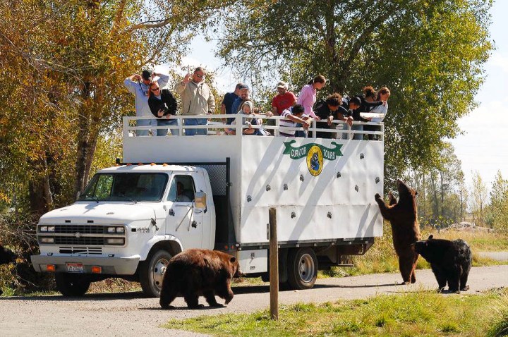 Yellowstone Bear World - Things to Do in Idaho
