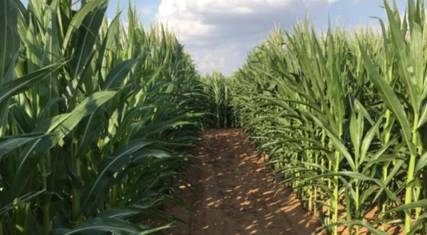 This Epic Corn Maze In Oklahoma Was Named One Of The Best In The Nation