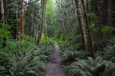 This Haunted Hike In Washington Will Send You Running For The Hills