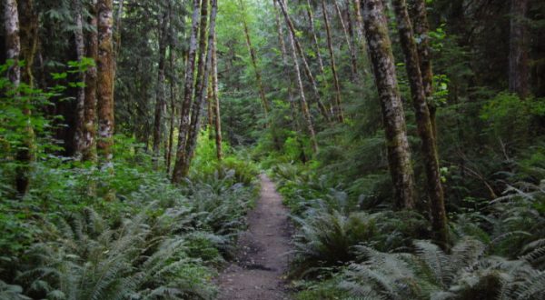 This Haunted Hike In Washington Will Send You Running For The Hills