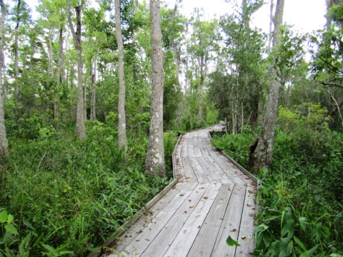 5 Easy Hikes To Add To Your Outdoor Bucket List In New Orleans