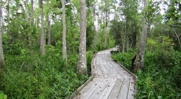 5 Easy Hikes To Add To Your Outdoor Bucket List In New Orleans