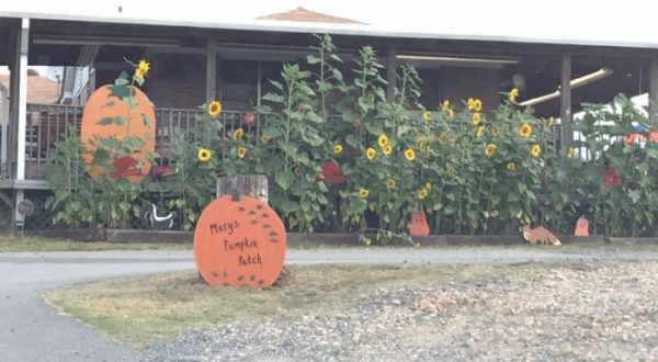 These 12 Charming Pumpkin Patches In Arkansas Are Picture Perfect For A Fall Day