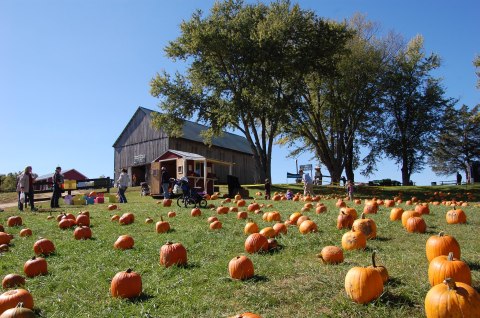 These 13 Charming Pumpkin Patches Near Washington DC Are Picture Perfect For A Fall Day